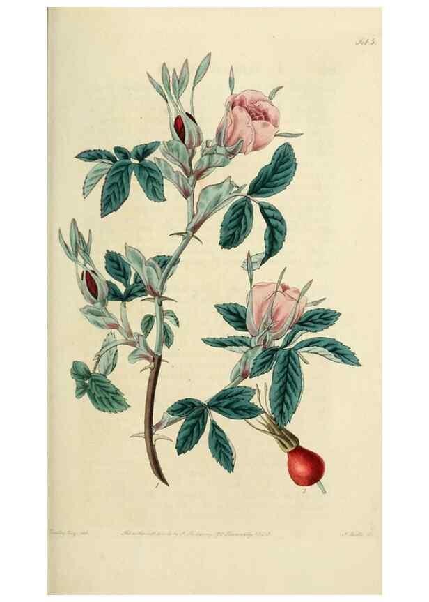 Reproducción/Reproduction 29952540406: Rosarum monographia, or, A botanical history of roses :. London :Printed for James Ridgeway ...,1820.