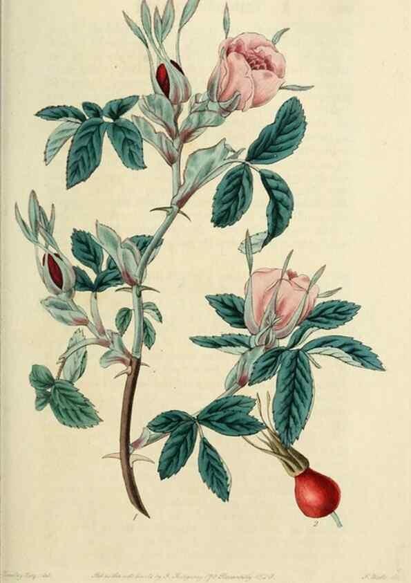 Reproducción/Reproduction 29952540406: Rosarum monographia, or, A botanical history of roses :. London :Printed for James Ridgeway ...,1820.