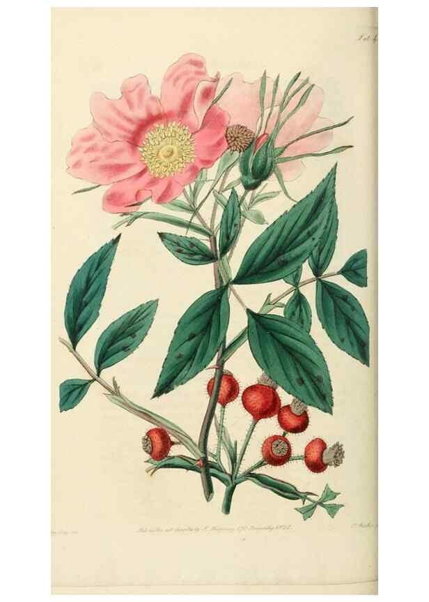 Reproducción/Reproduction 29359073514: Rosarum monographia, or, A botanical history of roses :. London :Printed for James Ridgeway ...,1820.