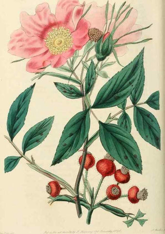 Reproducción/Reproduction 29359073514: Rosarum monographia, or, A botanical history of roses :. London :Printed for James Ridgeway ...,1820.