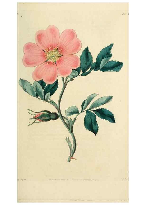 Reproducción/Reproduction 29359070524: Rosarum monographia, or, A botanical history of roses :. London :Printed for James Ridgeway ...,1820.