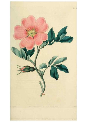Reproducción/Reproduction 29359070524: Rosarum monographia, or, A botanical history of roses :. London :Printed for James Ridgeway ...,1820.