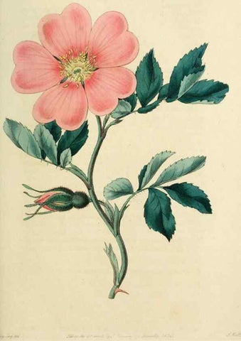 Reproducción/Reproduction 29359070524: Rosarum monographia, or, A botanical history of roses :. London :Printed for James Ridgeway ...,1820.