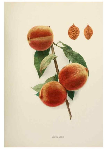 Reproducción/Reproduction 29545780760: The peaches of New York,. Albany,J. B. Lyon Company, printers,1917.