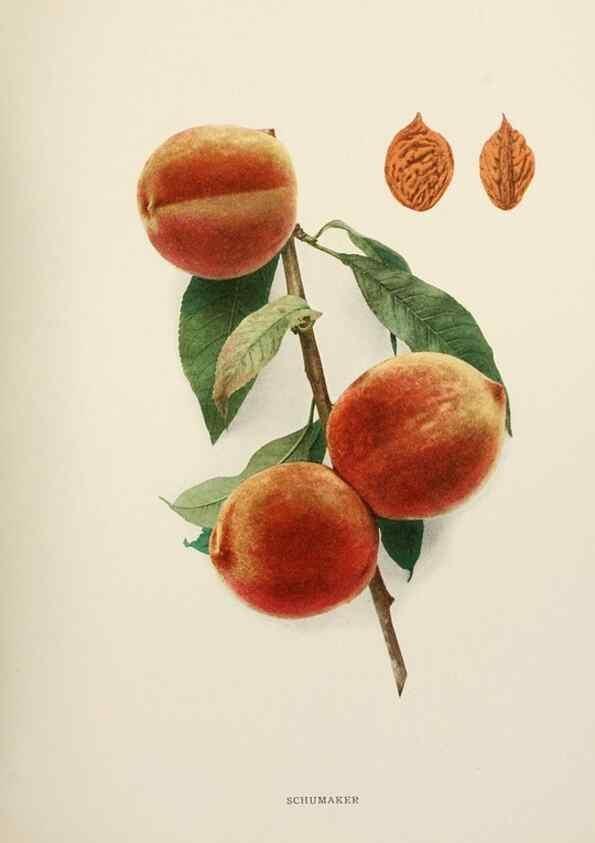 Reproducción/Reproduction 29545780760: The peaches of New York,. Albany,J. B. Lyon Company, printers,1917.