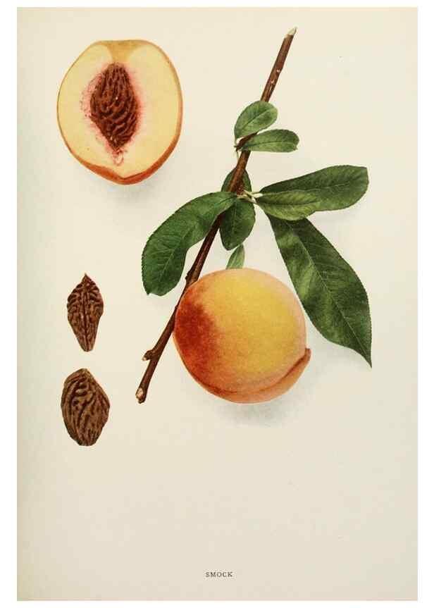 Reproducción/Reproduction 29212468053: The peaches of New York,. Albany,J. B. Lyon Company, printers,1917.