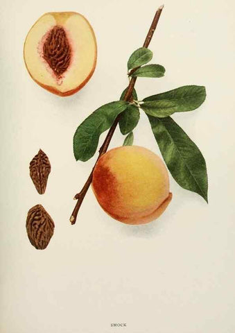 Reproducción/Reproduction 29212468053: The peaches of New York,. Albany,J. B. Lyon Company, printers,1917.