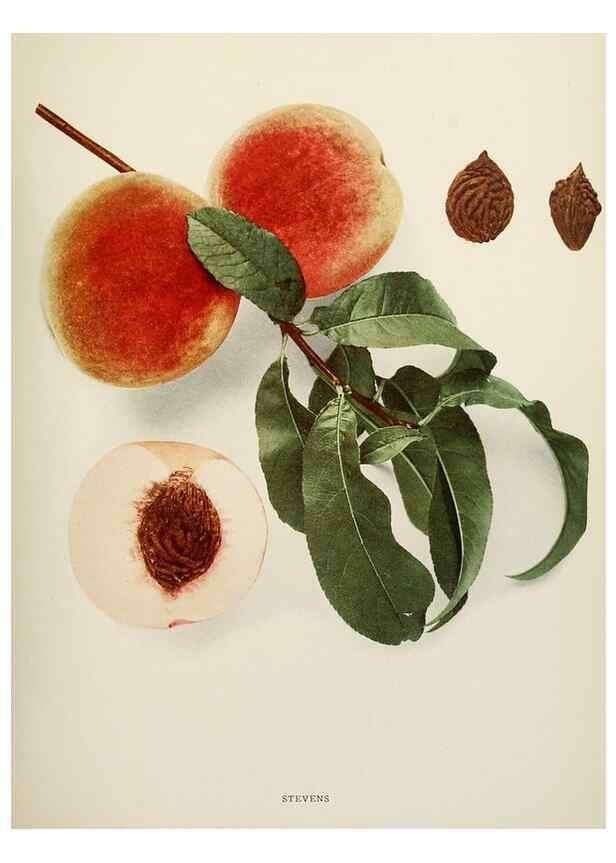 Reproducción/Reproduction 29725409182: The peaches of New York,. Albany,J. B. Lyon Company, printers,1917.
