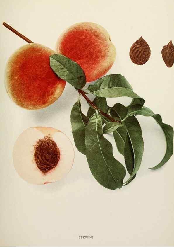 Reproducción/Reproduction 29725409182: The peaches of New York,. Albany,J. B. Lyon Company, printers,1917.