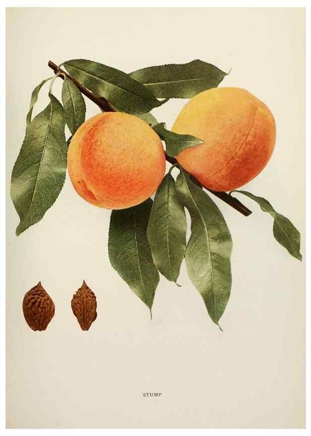 Reproducción/Reproduction 29545786430: The peaches of New York,. Albany,J. B. Lyon Company, printers,1917.