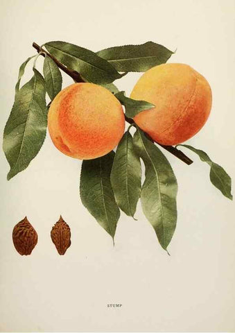 Reproducción/Reproduction 29545786430: The peaches of New York,. Albany,J. B. Lyon Company, printers,1917.