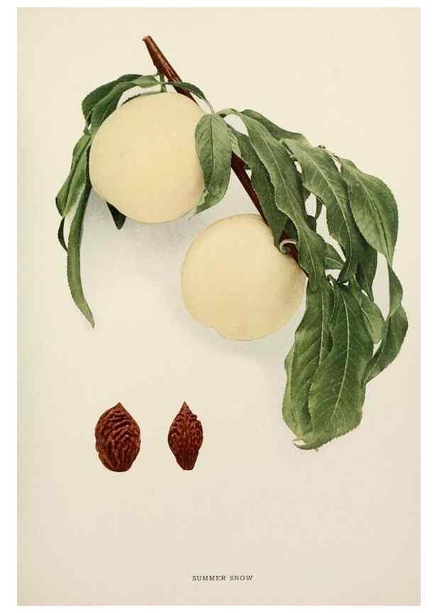 Reproducción/Reproduction 29545788350: The peaches of New York,. Albany,J. B. Lyon Company, printers,1917.