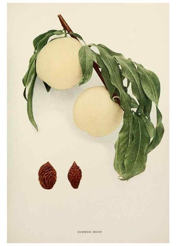 Reproducción/Reproduction 29545788350: The peaches of New York,. Albany,J. B. Lyon Company, printers,1917.