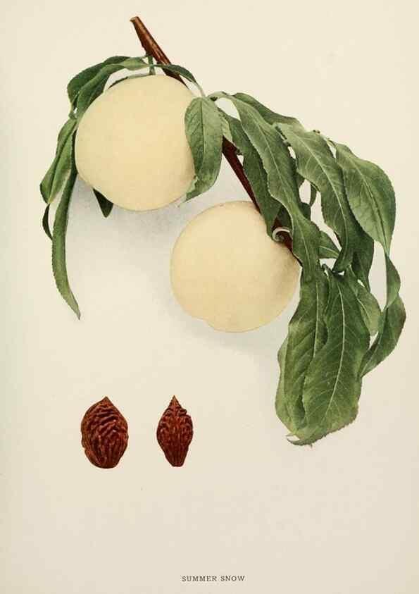 Reproducción/Reproduction 29545788350: The peaches of New York,. Albany,J. B. Lyon Company, printers,1917.