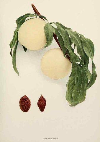Reproducción/Reproduction 29545788350: The peaches of New York,. Albany,J. B. Lyon Company, printers,1917.