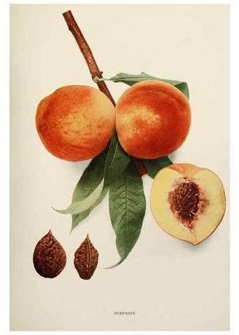 Reproducción/Reproduction 29545790650: The peaches of New York,. Albany,J. B. Lyon Company, printers,1917.
