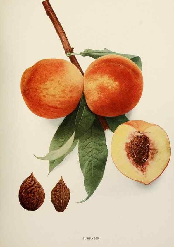 Reproducción/Reproduction 29545790650: The peaches of New York,. Albany,J. B. Lyon Company, printers,1917.