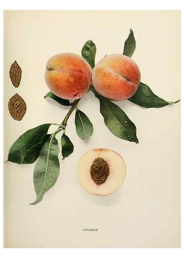 Reproducción/Reproduction 29838521605: The peaches of New York,. Albany,J. B. Lyon Company, printers,1917.