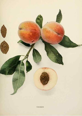 Reproducción/Reproduction 29838521605: The peaches of New York,. Albany,J. B. Lyon Company, printers,1917.
