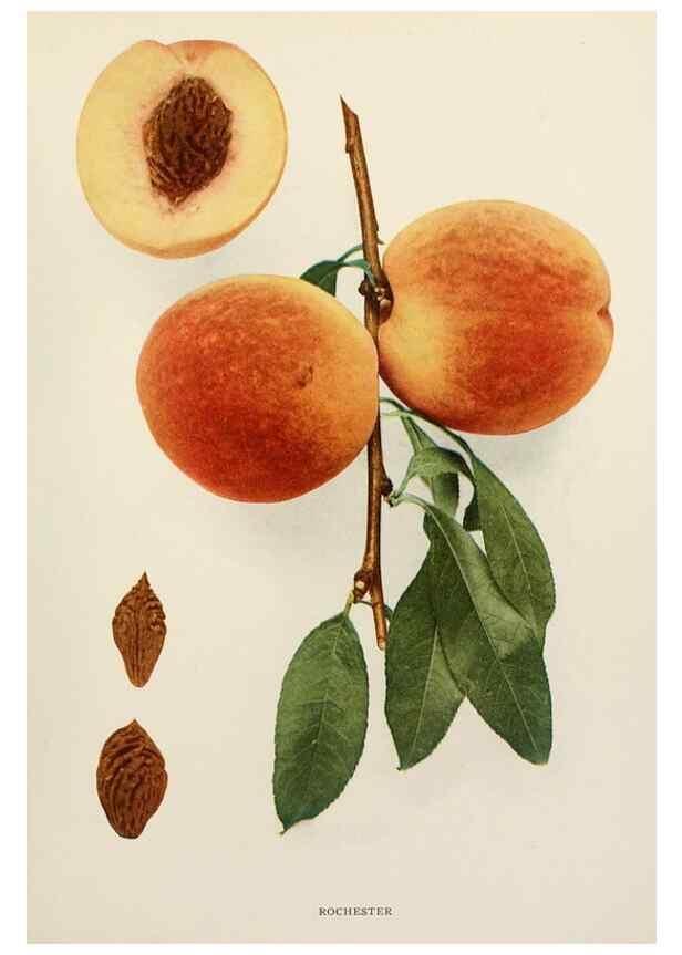 Reproducción/Reproduction 29838489065: The peaches of New York,. Albany,J. B. Lyon Company, printers,1917.