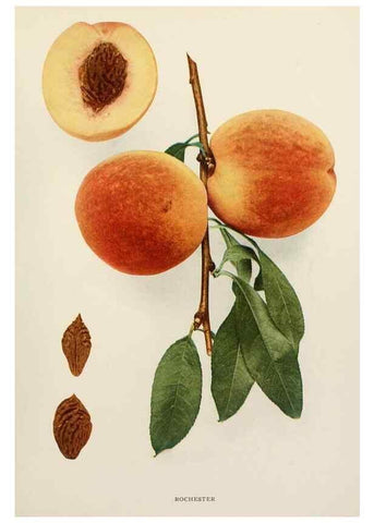 Reproducción/Reproduction 29838489065: The peaches of New York,. Albany,J. B. Lyon Company, printers,1917.
