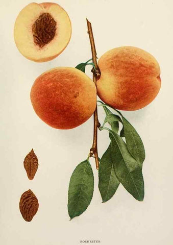 Reproducción/Reproduction 29838489065: The peaches of New York,. Albany,J. B. Lyon Company, printers,1917.