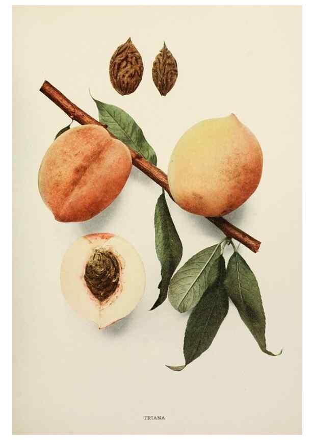 Reproducción/Reproduction 29803144976: The peaches of New York,. Albany,J. B. Lyon Company, printers,1917.