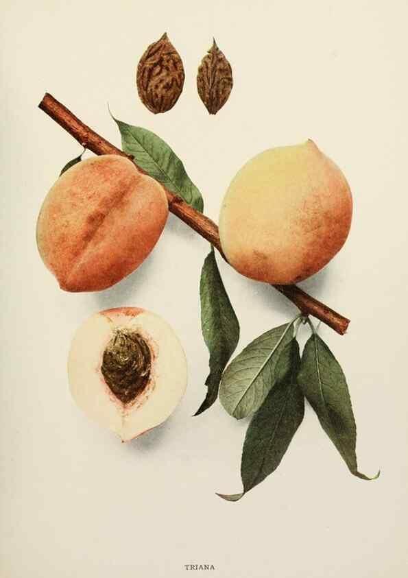 Reproducción/Reproduction 29803144976: The peaches of New York,. Albany,J. B. Lyon Company, printers,1917.
