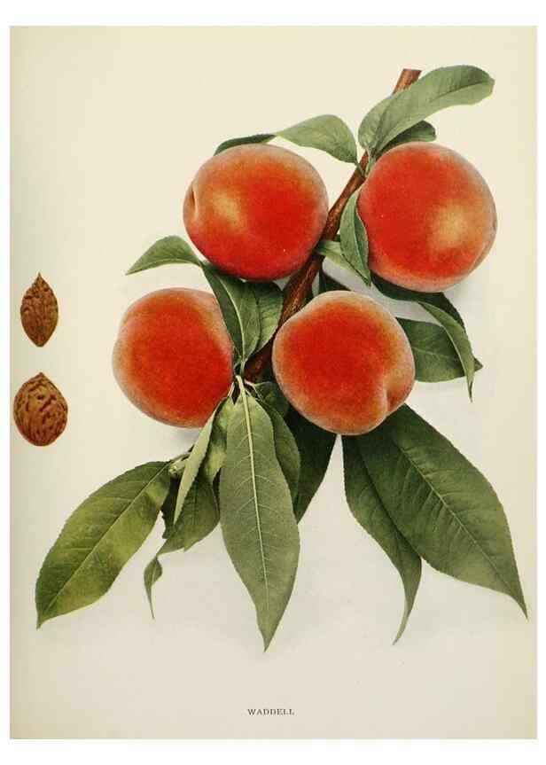 Reproducción/Reproduction 29211293544: The peaches of New York,. Albany,J. B. Lyon Company, printers,1917.