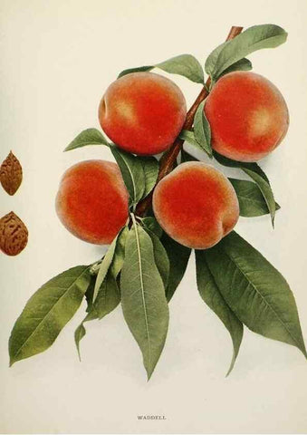 Reproducción/Reproduction 29211293544: The peaches of New York,. Albany,J. B. Lyon Company, printers,1917.