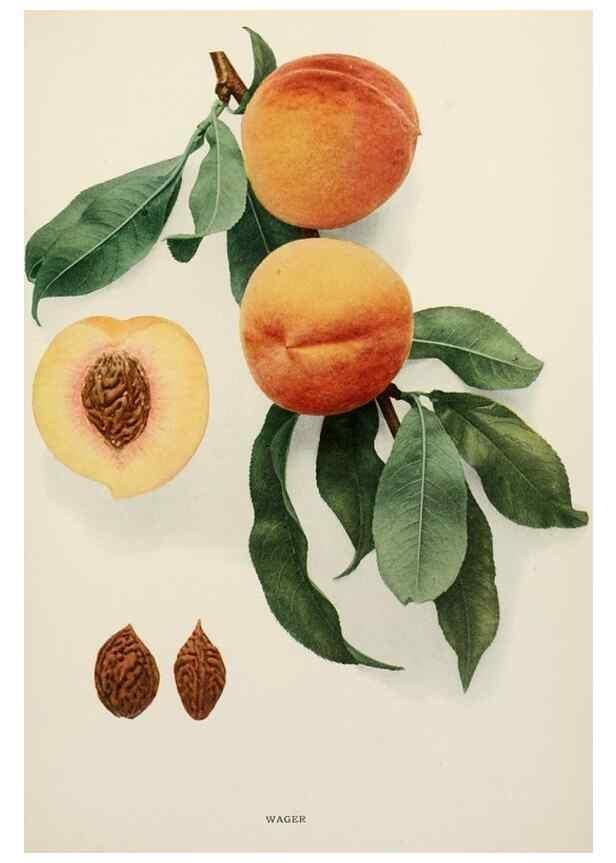 Reproducción/Reproduction 29803153686: The peaches of New York,. Albany,J. B. Lyon Company, printers,1917.