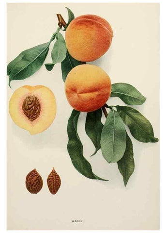 Reproducción/Reproduction 29803153686: The peaches of New York,. Albany,J. B. Lyon Company, printers,1917.
