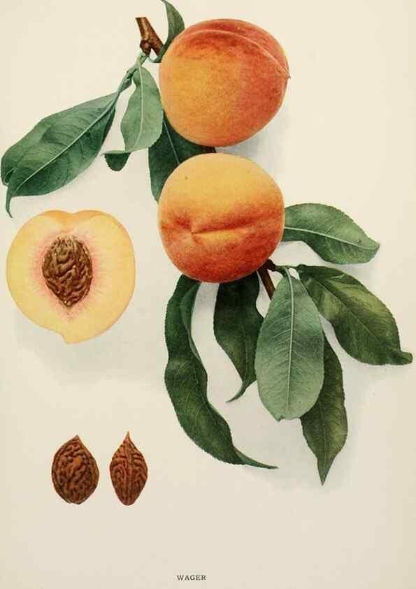 Reproducción/Reproduction 29803153686: The peaches of New York,. Albany,J. B. Lyon Company, printers,1917.