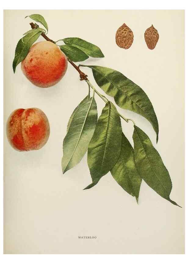 Reproducción/Reproduction 29211304414: The peaches of New York,. Albany,J. B. Lyon Company, printers,1917.