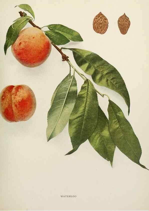 Reproducción/Reproduction 29211304414: The peaches of New York,. Albany,J. B. Lyon Company, printers,1917.
