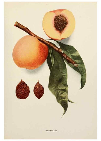 Reproducción/Reproduction 29212501883: The peaches of New York,. Albany,J. B. Lyon Company, printers,1917.