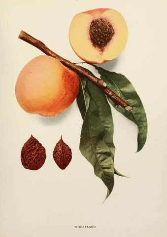 Reproducción/Reproduction 29212501883: The peaches of New York,. Albany,J. B. Lyon Company, printers,1917.