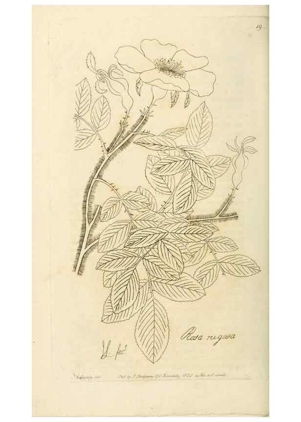 Reproducción/Reproduction 29903297261: Rosarum monographia, or, A botanical history of roses :. London :Printed for James Ridgeway ...,1820.