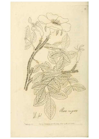 Reproducción/Reproduction 29903297261: Rosarum monographia, or, A botanical history of roses :. London :Printed for James Ridgeway ...,1820.