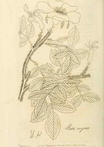 Reproducción/Reproduction 29903297261: Rosarum monographia, or, A botanical history of roses :. London :Printed for James Ridgeway ...,1820.