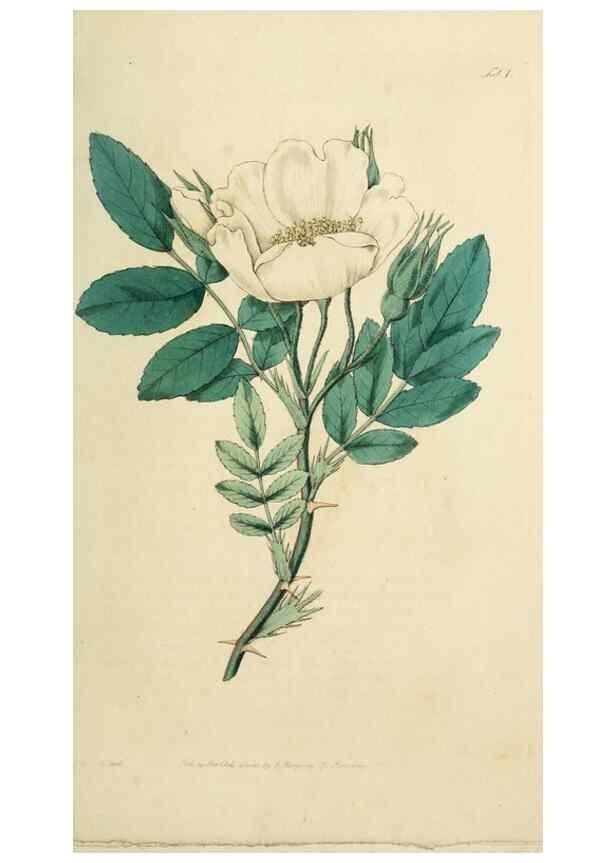 Reproducción/Reproduction 29903300721: Rosarum monographia, or, A botanical history of roses :. London :Printed for James Ridgeway ...,1820.