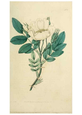 Reproducción/Reproduction 29903300721: Rosarum monographia, or, A botanical history of roses :. London :Printed for James Ridgeway ...,1820.