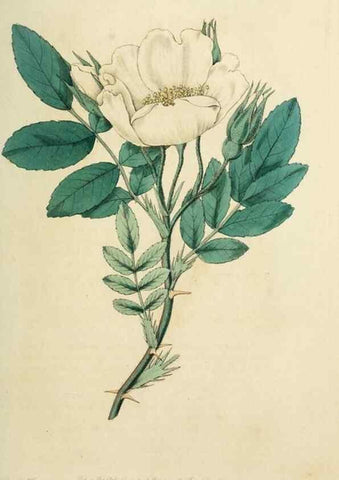 Reproducción/Reproduction 29903300721: Rosarum monographia, or, A botanical history of roses :. London :Printed for James Ridgeway ...,1820.