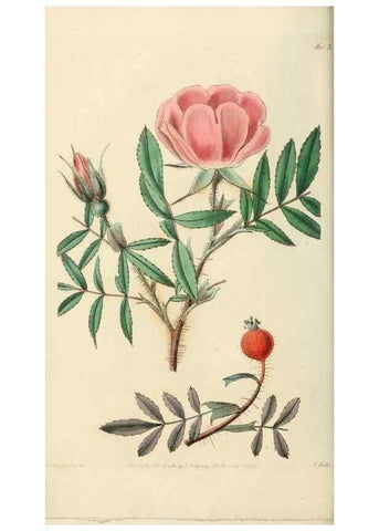 Reproducción/Reproduction 29986695085: Rosarum monographia, or, A botanical history of roses :. London :Printed for James Ridgeway ...,1820.