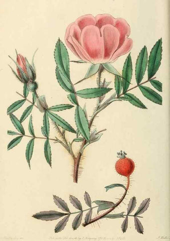 Reproducción/Reproduction 29986695085: Rosarum monographia, or, A botanical history of roses :. London :Printed for James Ridgeway ...,1820.