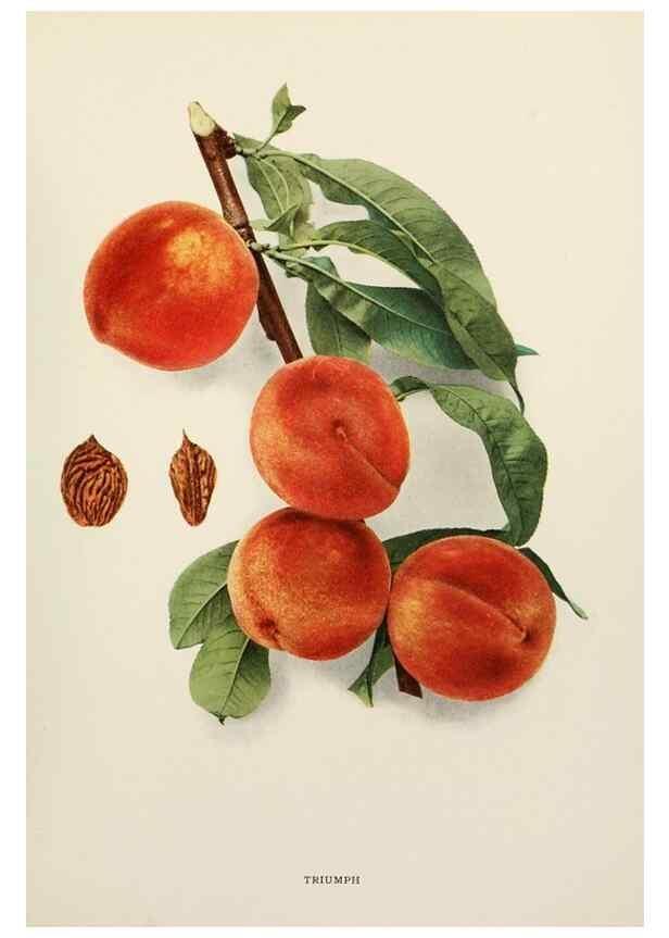 Reproducción/Reproduction 29803148246: The peaches of New York,. Albany,J. B. Lyon Company, printers,1917.