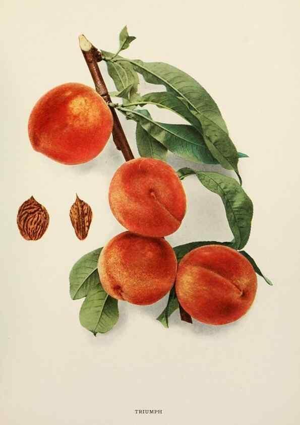 Reproducción/Reproduction 29803148246: The peaches of New York,. Albany,J. B. Lyon Company, printers,1917.
