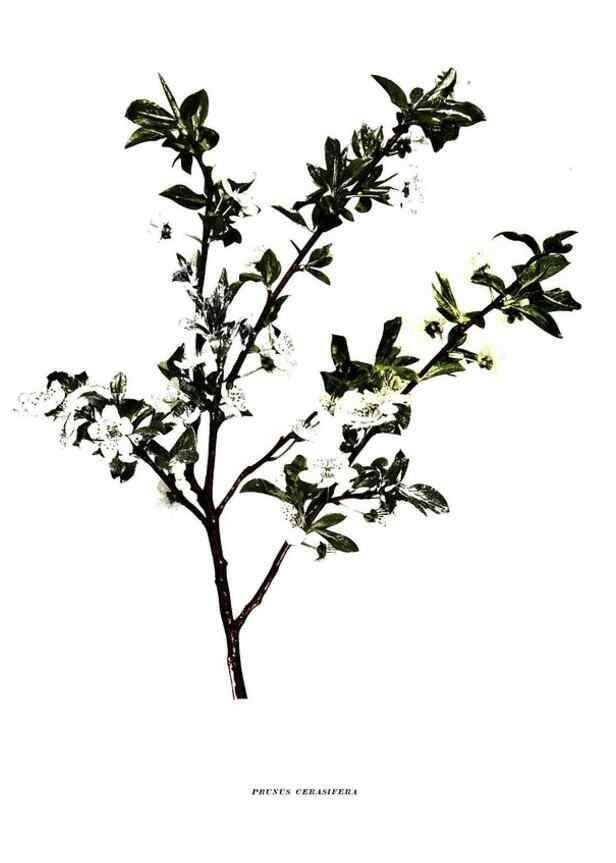 Reproducción/Reproduction 30115641635: The plums of New York .... Albany,J.B. Lyon Company, state printers,1911.