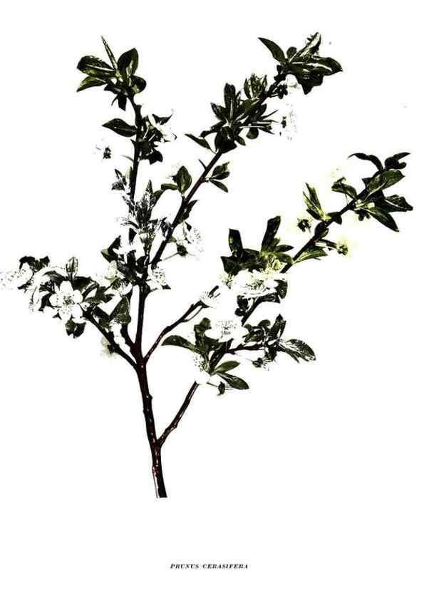 Reproducción/Reproduction 30115641635: The plums of New York .... Albany,J.B. Lyon Company, state printers,1911.