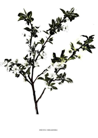 Reproducción/Reproduction 30115641635: The plums of New York .... Albany,J.B. Lyon Company, state printers,1911.